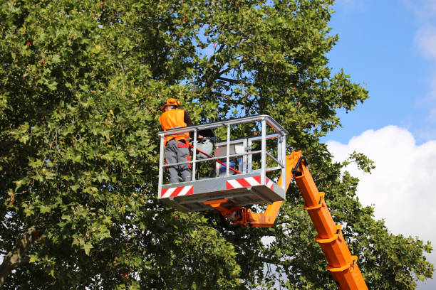 Best Tree Clearing Services  in USA